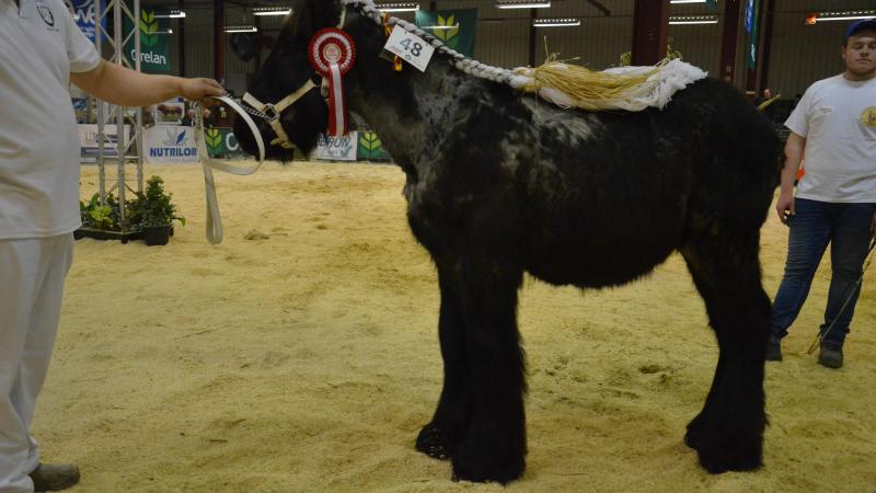 Concours provincial du Trait Belge à Tournai