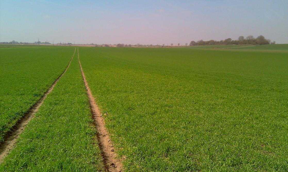 La répartition de la mosaïque dans le sol peut couvrir des zones allant de quelques mètres carrés à plusieurs ha. Ces zones évoluent avec et dans le sens du travail du sol.