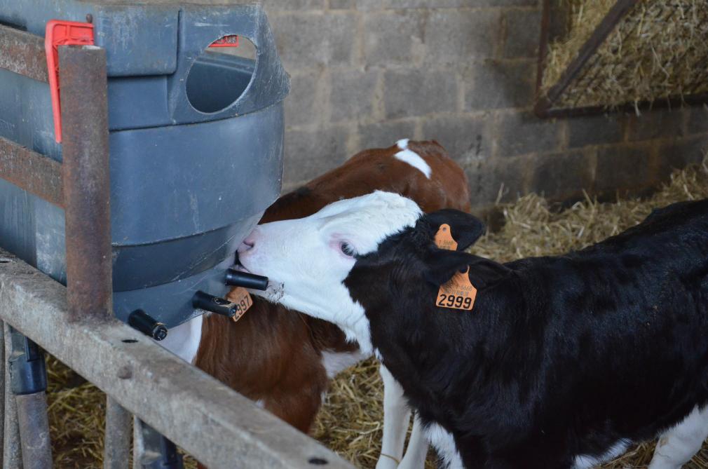 Les têtines permettent de réguler l’ingestion du lait et d’améliorer  la digestion chez le jeune.