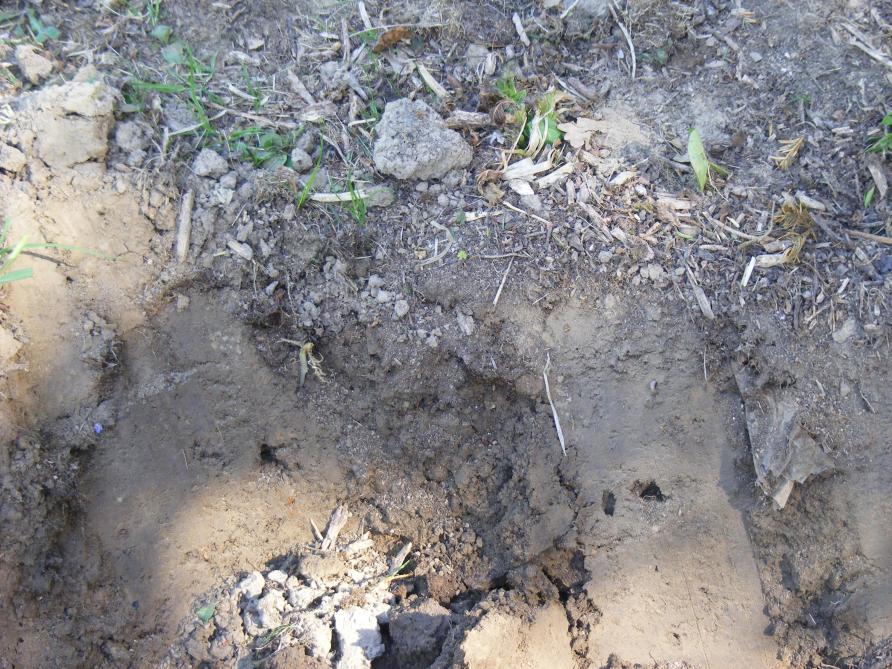 La taille des trous laissés par les vers de terre et leur profondeur sont impressionnants. Nous nous rendons compte lors des travaux de préparation du sol.