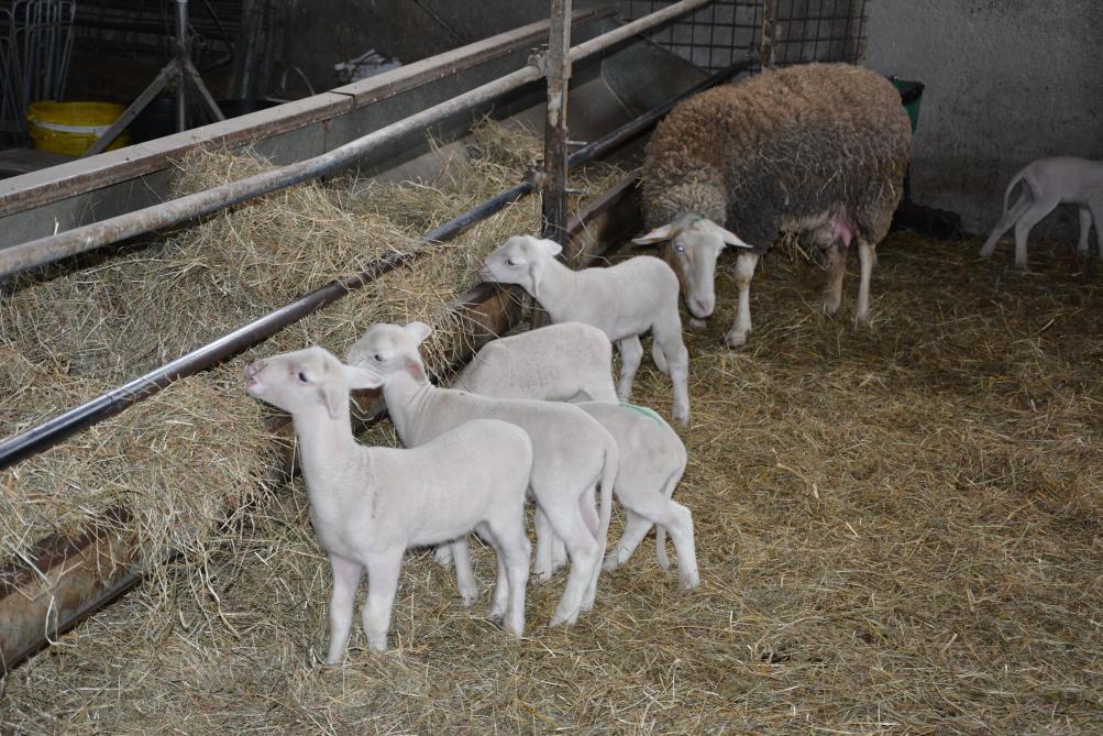 L’équeutage des agneaux est réalisé par un vétérinaire après obtention d’une dérogation nécessaire en agriculture biologique.