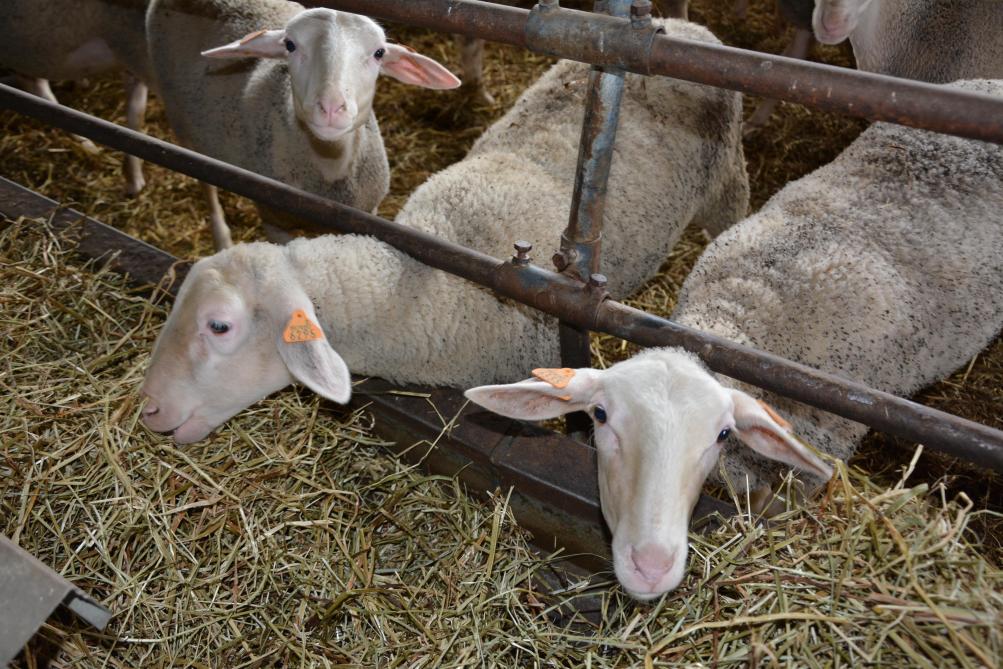 Chaque année, Pierre conserve 80
agnelles, dont une cinquantaine en désaisonnement, pour le renouvellement du troupeau.