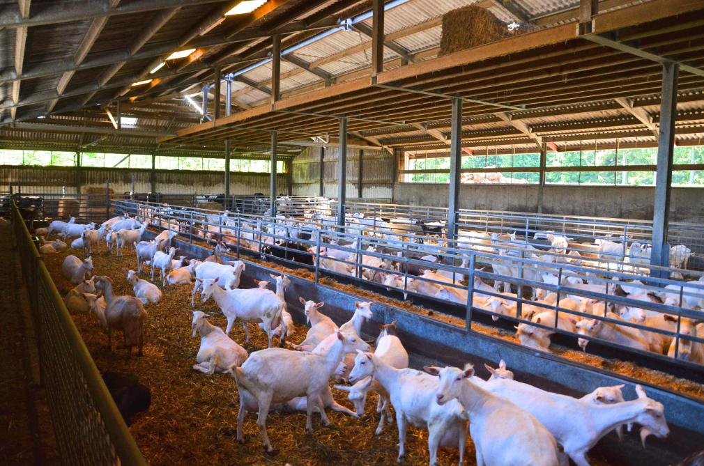 La production de lait de chèvre est bien rémunérée et à permis, ces deux dernières années, de maintenir à flot la spéculation bovine.