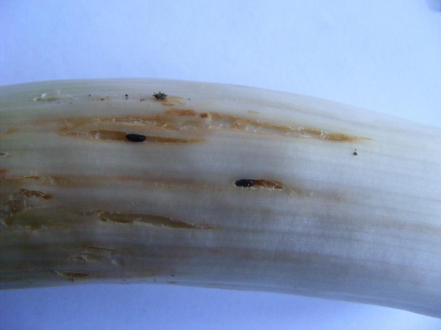 La mineuse des alliacées (Phytomyza gymnotoma) peut provoquer d’énormes dégâts. Les larves, qui provoquent des déformations voire l’éclatement  des fûts, et la présence des pupes compromettent la qualité marchande des poireaux. Deux générations par an provoquent leur pic de dégâts,  au printemps et en automne.