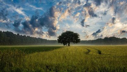 tree-247122_1280