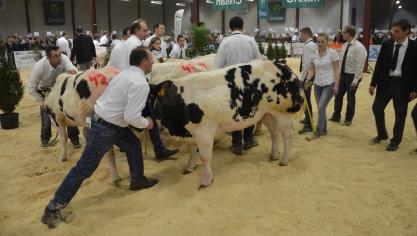 Place au concours BBB, le samedi 4 février dans l’enceinte du Tournai Expo. Un grand moment  pour les inconditionnels de la race. Quelque 190 animaux se disputeront les médailles dès 10h.