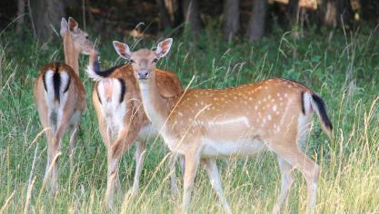 Le grand gibier a un impact sur la végétation, soit parce qu’il la mange, soit parce qu’il s’y frotte ou remue la terre.
