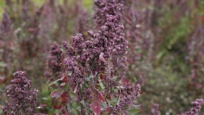 quinoa-897678_1920