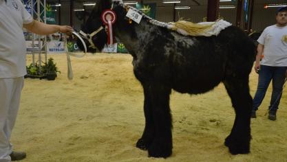 Tornado du Risqu’à tout (Tinus van Aardenhof x Phaedra van Bakergemshof), 1
er
 prix des poulains d’1
an basse taille, à Sébastien Claude, de Hautrage.