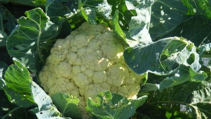 Les hybridations ont permis de remarquables effets d