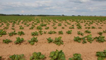 Quel sera le paysage de la pomme de terre cette année. Bien téméraire celle ou celui qui oserait se prononcer définitivement tant les éléments d’incertitudes demeurent nombreux à la veille d’une 
nouvelle saison.