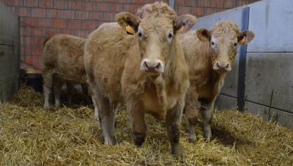 En jeunes bovins, la production est dynamique en Pologne et en Italie.