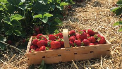 strawberries-1482236_1920