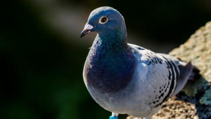 pigeon-1699271_1920