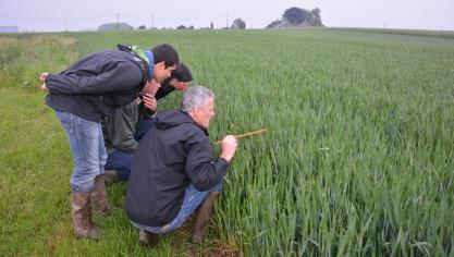 «La protection des céréales est une préoccupation majeure des équipes de recherches actives dans le domaine des céréales. Et ce, en étroite proximité avec les agriculteurs», explique Michel De Proft, expert au Cra-w.