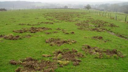 Dégâts de sangliers en prairie.