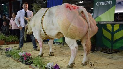 Bretonne de la Bocheroule (Joker X Ajusté), championne des vaches,  à Pirson-Demarche et Pierre, Sovet.