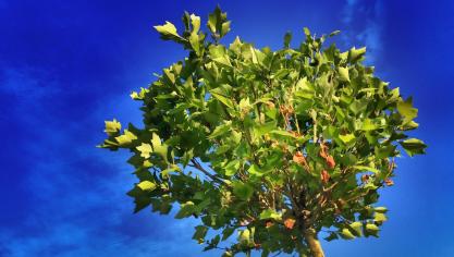 tree-824429_1920