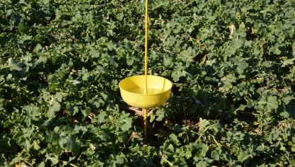 Selon les prélèvements réalisés en février, la présence d’azote est faible sous le colza sur une profondeur totale de 90 cm, contrairement aux cultures de céréales en sortie d’hiver