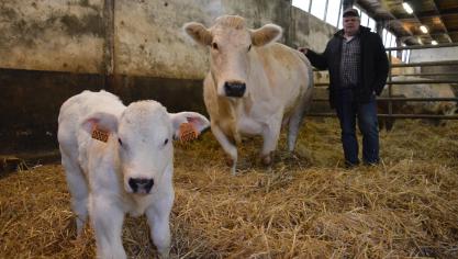 Après trente ans d’élevage limousin, Jean Luc Goedert, se diversifie et s’essaye au Blanc-bleu.