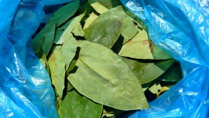 coca-leaves-43289_1920