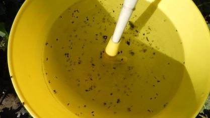 Avec l’arrivée du soleil, les insectes se manifestent dans les parcelles.  Pour vérifier la présence des insectes au champ, le bassin jaune est très utile pour l’observation car il est très difficile d’observer les charançons  de la tige dans la culture. Il est encore temps de placer un piège  dans les parcelles identifier leur présence.