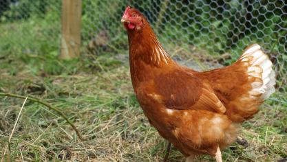 hen-2034075_1920