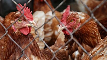 hen-111208_1920