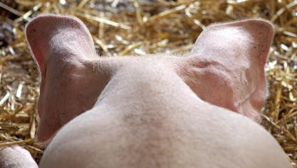 pig-1639583_1920