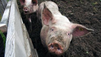 pig-1446931_1920