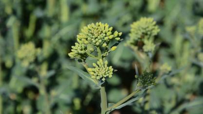 Lorsque les boutons floraux sont visibles, les observations permettent de se rendre compte de la présence des insectes sur les plantes.