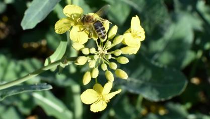 rapeseed-1363321_1920