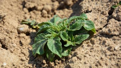 «
La pomme de terre en agriculture de conservation
: l’équation impossible
?
», tel était le thème de la conférence de Greenotec.