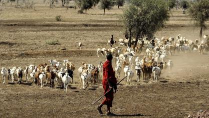 maasai-herdsman-802888_1920