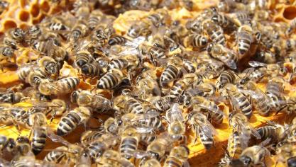 bees-486872_1920