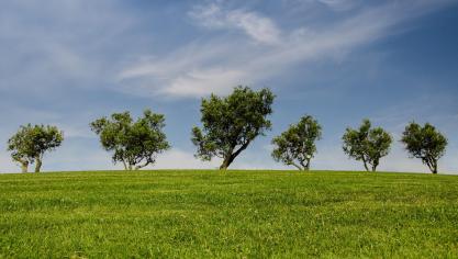 trees-790220_1920