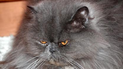 cat-574276_1920