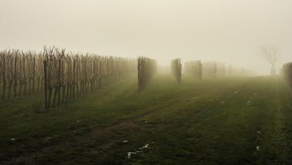 vineyard-639798_1920