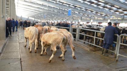 Sur le marché du jeune bovin, l’offre pourrait prochainement s’étoffer à travers l’Europe.