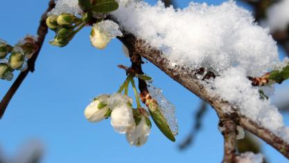 plum-tree-1353818_1920