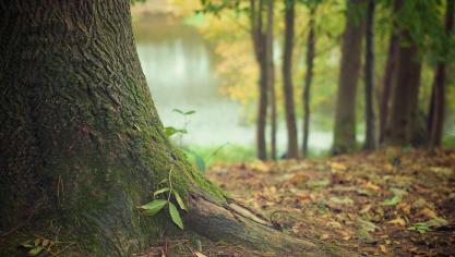 tree-trunk-569275_1920