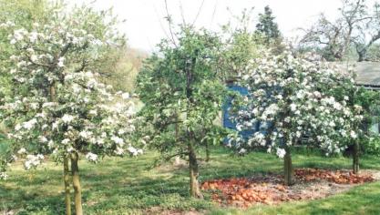 On peut aussi observer des arbres qui, individuellement, alternent en déphasage avec d’autres arbres.