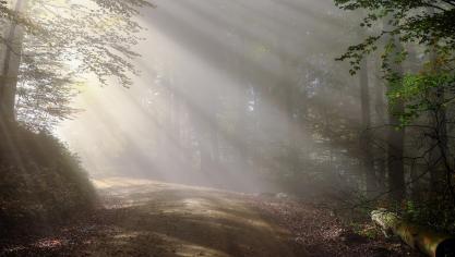 rise-1789903_1920