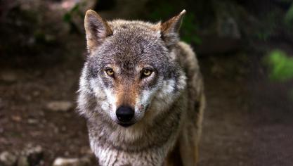 wolf-635063_1920