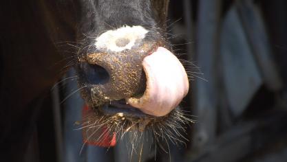 cow-1928983_1920