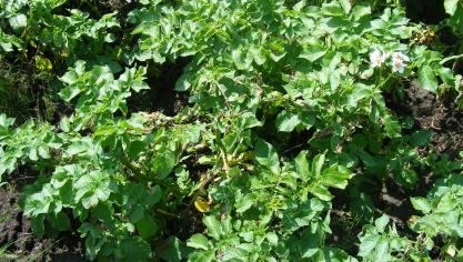 Les sols froids et humides ne conviennent pas pour la pomme de terre primeur. Les risques d