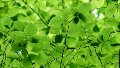leaves-167478_1920