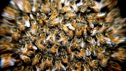 bees-276190_1920