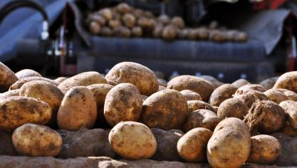 potatoes-2065698_1920