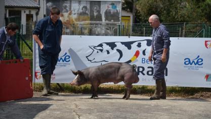 Vax NP de Grosage, à Jean Lempereur, est l’un des 11 verrats sélectionnés pour le programme Belgian Pietrain.